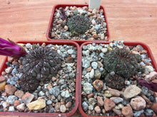 Sulcorebutia pulchra VS418