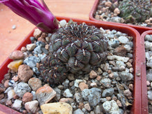 Sulcorebutia pulchra VS418