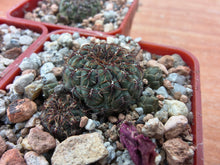 Sulcorebutia pulchra VS418