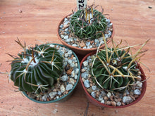 Stenocactus phyllacanthus violaciflorus NAGL101.82