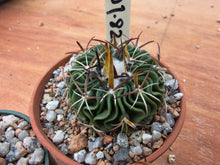 Stenocactus phyllacanthus violaciflorus NAGL101.82