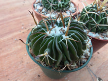 Stenocactus phyllacanthus violaciflorus NAGL101.82