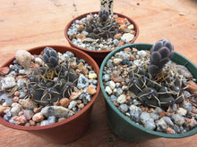 Gymnocalycium obductum TOM265.2