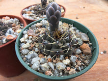 Gymnocalycium obductum TOM265.2