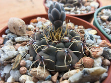 Gymnocalycium obductum TOM265.2