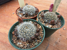 Aylostera buiningiana WR511