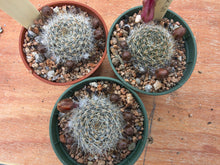 Aylostera buiningiana WR511