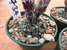 Gymnocalycium erinaceum var. paucisquamosum VoS734