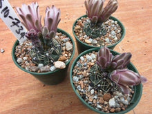 Gymnocalycium erinaceum var. paucisquamosum VoS734