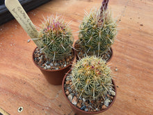Thelocactus bicolour wagnerianus SN 1995