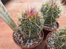 Thelocactus bicolour wagnerianus SN 1995