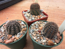 Lobivia amblayensis R19