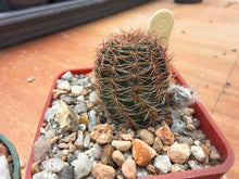 Lobivia amblayensis R19