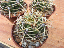 Gymnocalycium monvillei var. coloratum VoS639
