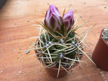 Gymnocalycium monvillei var. coloratum VoS639