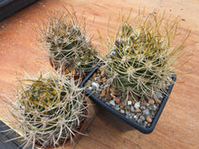 Lobivia lateritia KK1351
