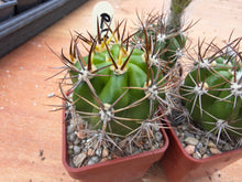 Lobivia caineana v.albiflora R197a