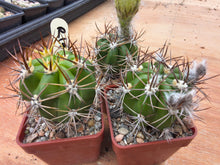 Lobivia caineana v.albiflora R197a
