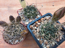 Lobivia pentlandii v. hardeniana R298
