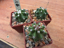 Echinocereus triglochidiatus v. melanacanthus f. inermis  SB 686