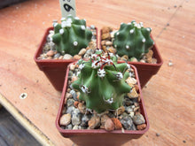 Echinocereus triglochidiatus v. melanacanthus f. inermis  SB 686