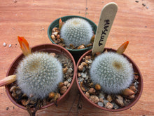 Aylostera muscula