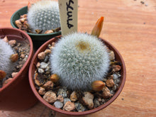 Aylostera muscula