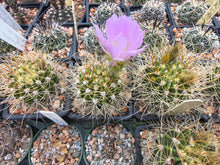 Acanthocalycium violaceum P110