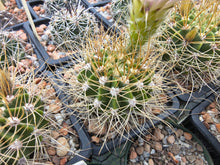 Acanthocalycium violaceum P110