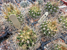 Acanthocalycium violaceum P110