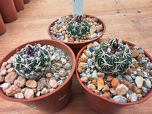 Stenocactus phyllacanthus RS454c