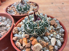 Stenocactus phyllacanthus RS454c