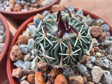 Stenocactus phyllacanthus RS454c