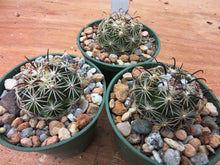 Coryphantha pallida