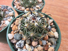 Coryphantha pallida