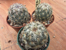 Coryphantha echinoidea GM470