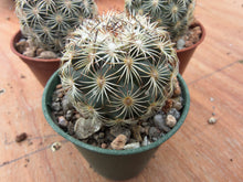 Coryphantha echinoidea GM470