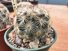 Coryphantha echinoidea GM470