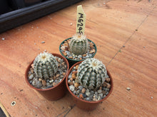 Echinocereus reichenbachii caespitosus MG247