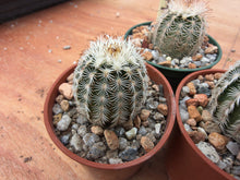 Echinocereus reichenbachii caespitosus MG247