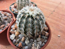 Echinocereus reichenbachii caespitosus MG247