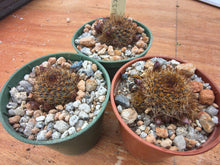 Aylostera fulviseta WR319