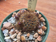 Aylostera fulviseta WR319