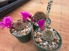 Sulcorebutia confusa VJ60