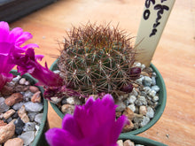 Sulcorebutia confusa VJ60