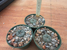 Lophophora williamsii KKR326