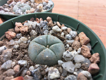 Lophophora williamsii KKR326