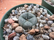 Lophophora williamsii KKR326