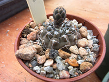 Gymnocalycium bodenbenderianum P206