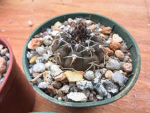 Gymnocalycium bodenbenderianum P206